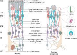 A wide variety of metal kitchen racking options are available to you, such as style, accessories. A Look Into Retinal Organoids Methods Analytical Techniques And Applications Springerlink