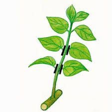 Comment Bouturer Le Lilas Les Bons Gestes Avec Images Jardins Astuce Jardin Jardinage