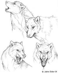 Les Attitudes Du Loup Dessin D Animal Loup Dessin Visage De Loup