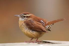 Small Brown Bird With No Tail Feathers This Is The Best Example Of The Coloration I Prefer Shows Good Tail Angle Too Carolina Wren Photograph By Tim L Walker Backyard Birds Bird Pet Birds