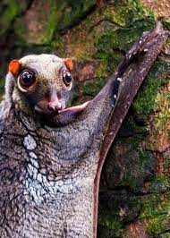 Pin On Animals And Insects