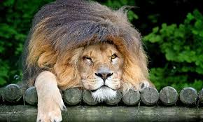 More than 71 lion mane for cat at pleasant prices up to 33 usd fast and free worldwide shipping! Lion Is Caught With Bad Hair At Wildlife Heritage Foundation Big Cat Sanctuary Kent Daily Mail Online