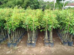 Proses menanam durian musang king. 5 Tips Sukses Budidaya Durian Musang King Pak Tani Digital