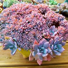 Graptoveria Debbie Succulent In 2021 Blooming Succulents Succulent Garden Design Succulent Garden Diy