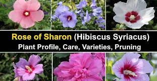 Violets come from a large family with multicolored varieties, not just purple. Rose Of Sharon Hibiscus Syriacus Care Varieties Pruning And More
