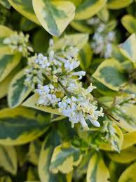 Image result for ligustrum ovalifolium