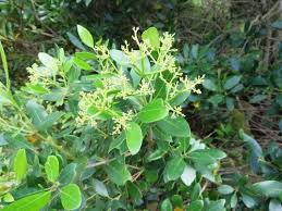 Image result for Oubanguia africana
