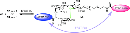 Anisakis, igg антитела к возбудителю анизакидоза (нематодам рода anisakis), igg. Illuminating Glycoscience Synthetic Strategies For Fret Enabled Carbohydrate Active Enzyme Probes Rsc Chemical Biology Rsc Publishing Doi 10 1039 D0cb00134a