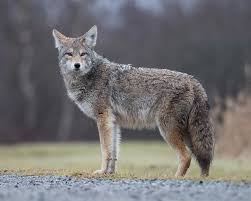 This system relies on the fact that cougars the systems emit replicated cougar sounds, and may keep coyotes away. 4 Effective Methods Of Scaring Away Coyotes Nite Guard