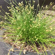 Image result for Isolepis