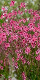 Image result for Diascia