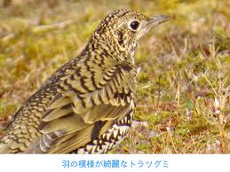 Image result for トラツグミ