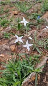 Image result for Conostomium