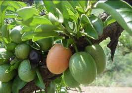 Image result for Ximenia afra