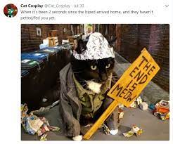 Attention Catspiracy Theorists Free Your Feline From Mind Control With Our Tin Foil Hat For Cats Cat Catsofinstagram Hat For Cat Cats Tin Foil Hat