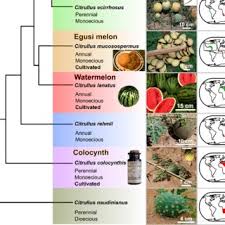 Image result for Raphidiocystis phyllocalyx