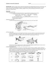 When we talk related with comparative anatomy worksheet, below we can see several similar images to give you more ideas. Comparative Anatomy Worksheet Answers Anatomy Drawing Diagram