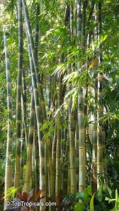 Image result for Bambusa