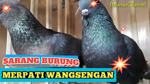 Naga putih x adik puma) x nuyan 378 (naga salju x nuyan 132) ibu: 10 Ciri Merpati Yang Mampu Turun Nukik Dari Atas Kepala By Palamas Channel