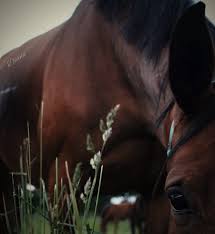 MANUAL DE LA PRÁCTICA DE PROFUNDIZACIÓN EN REPRODUCCIÓN EQUINA