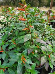 Image result for Cuphea ignea