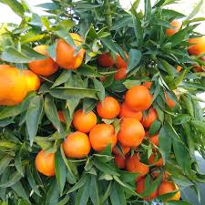 Image result for Citrus reticulata