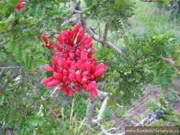 Image result for Schotia afra