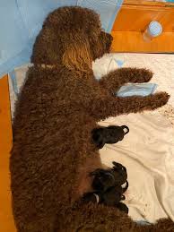 The irish wolfoodle brings the gentle nature of the irish wolfhound together with the playful standard poodle. Irish Wolfhound Breeders Home Facebook