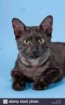 Egyptian Mau Kittens for Sale & Cats for Adoption ...