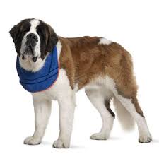 Bernard shelters and rescues in minneapolis, mn. Saint Bernard Dog Breed Information Continental Kennel Club
