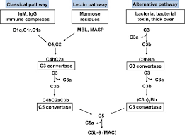 Image result for Complement Pathway
