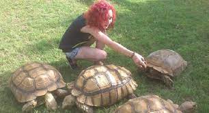 Are Sulcata Tortoises Good Pets Pet Sulcata Tortoise