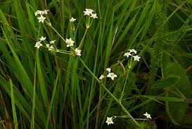 Image result for Alepidea