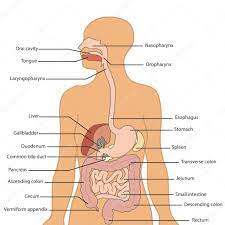 Human Digestive System Labeled Stock Vector Image By C Royalty 91562940