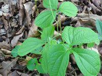 Image result for Dioscorea dumetorum