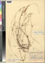 Image result for Trichopteryx fruticulosa