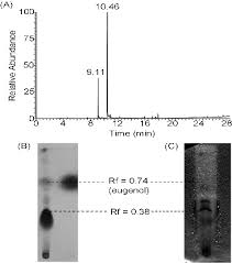 Image result for Aptosimum albomarginatum