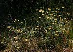 Image result for Helichrysum panduratum