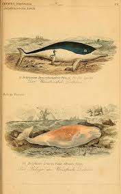 N204 W1150 Vintage Illustration Art Sea Animals Scientific Illustration