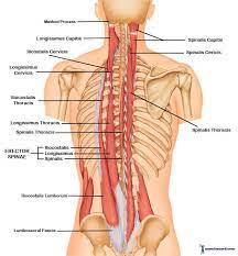 7 Deadlift Muscles Worked That Will Change Your Body And Life Muscle Anatomy Deadlift Muscles Worked Anatomy