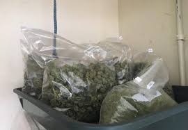 Uk Cbd Flower Market Under Threat As Shops Raided
