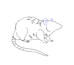 Opinion a pair of surprises from. How To Draw A Rat Step By Step Tutorial Easy Drawing Guides