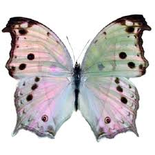 Beautiful Black And Purple Butterfly Real Salamis Parhassus Butterflies For Sale Bicbugs In 2020 Insects Beautiful Butterflies Butterfly