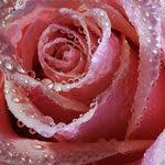 صور خلفيات ايفون كيوت ورد hd 17 rose wallpaper aesthetic roses pink rose flower