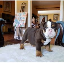 We produce bully and hybrid types. English Bulldog Puppies For Adoption California Home Facebook