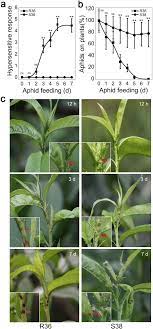 Release ladybugs and lacewings at night as they will naturally begin to search for food then, targeting the. Dynamic Transcriptomes Of Resistant And Susceptible Peach Lines After Infestation By Green Peach Aphids Myzus Persicae Sulzer Reveal Defence Responses Controlled By The Rm3 Locus Bmc Genomics Full Text