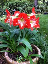 Have This Amaryllis In A Pot Gets Morning Sun And Afternoon Shade Love That You Get Four Flowers At The Same Time From One Bul Flower Garden Amaryllis Plants