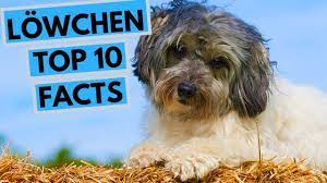 The lowchen is a toy dog breed developed as a companion dog and still finds itself in this role today. Lowchen Top 10 Interesting Facts Youtube