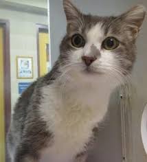 This is fairly common, in my experience. Swiley Is A Very Sweet 5 Year Old Friendly Guy That Has No Teeth He Needs Canned Food But Is Otherwise A Perfectly Healthy Guy That Cat Adoption Cats Kittens