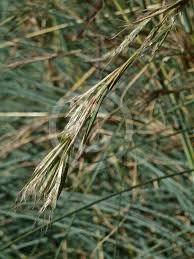 Image result for Cymbopogon pospischilii